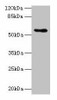 Csad Antibody PACO25969