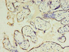 CSHL1 Antibody PACO25989