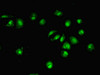 DTWD1 Antibody PACO26353