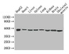 Eno1 Antibody PACO26477
