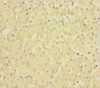 F11 Antibody PACO26597