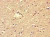 FBXL18 Antibody PACO26697