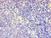 FBXL18 Antibody PACO26697