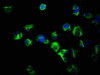 FLT3LG Antibody PACO26793