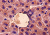 Gdf5 Antibody PACO26937