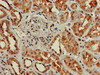 GNG4 Antibody PACO27085