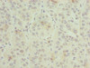 GNG5 Antibody PACO27089