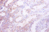 Idh1 Antibody PACO27485