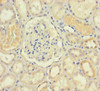 IDO2 Antibody PACO27497