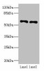 IFRD2 Antibody PACO27549