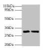 IL-33 Antibody PACO27617