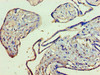 KMO Antibody PACO27833