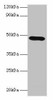 Lox Antibody PACO27985