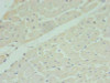 MRPL33 Antibody PACO28350