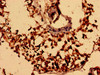 NEGR1 Antibody PACO28542