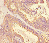 ACTB Antibody PACO28698