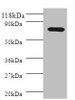 PIGR Antibody PACO28938