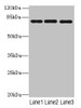 PPEF1 Antibody PACO29108