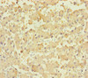 PLPPR2 Antibody PACO29164