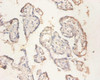 RPS11 Antibody PACO29188