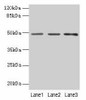 PSG6 Antibody PACO29224