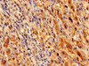 RBKS Antibody PACO29388