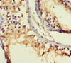 ROPN1B Antibody PACO29584