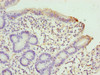 SCLT1 Antibody PACO29760