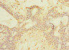 SCNM1 Antibody PACO29764