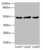 Serpinb2 Antibody PACO29840
