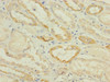 SUCNR1 Antibody PACO30214