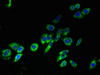 TM4SF1 Antibody PACO30434