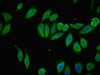 TMEM120B Antibody PACO30466