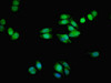 TMEM139 Antibody PACO30470