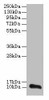 TMEM14A Antibody PACO30486