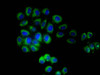 TMEM161B Antibody PACO30502