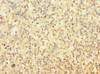 TUBAL3 Antibody PACO30886