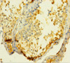 UCK1 Antibody PACO30972