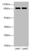 VWA5A Antibody PACO31064