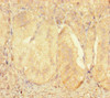 ZNF175 Antibody PACO31172