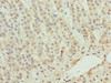 ZNF226 Antibody PACO31216