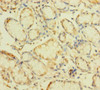 ZNF26 Antibody PACO31236