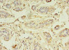 ZNF266 Antibody PACO31244