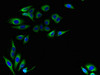 LRTOMT Antibody PACO31268