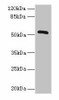 ZNF410 Antibody PACO31300