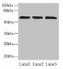 ZNF554 Antibody PACO31364