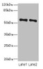ZNF689 Antibody PACO31472
