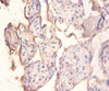 PPP1R11 Antibody PACO31756