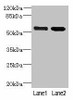 EFCAB14 Antibody PACO31848