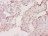 Csf1 Antibody PACO32464